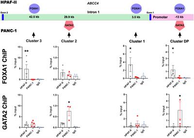 The xenobiotic transporter ABCC4/MRP4 promotes epithelial mesenchymal transition in pancreatic cancer